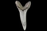 Fossil Shortfin Mako Shark Tooth - Georgia #75267-1